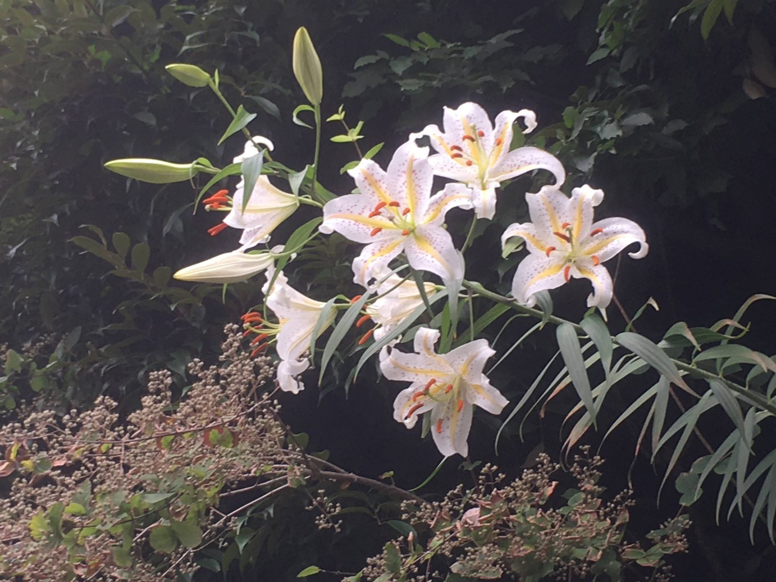 神奈川県の花「やまゆり」(7月6日) 大道町内会ホームページ 神奈川県の花「やまゆり」(7月6日) 大道町内会ホームページ